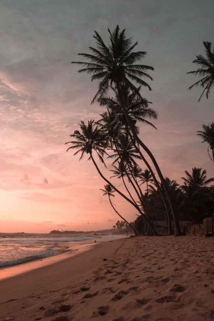 palm trees at beach