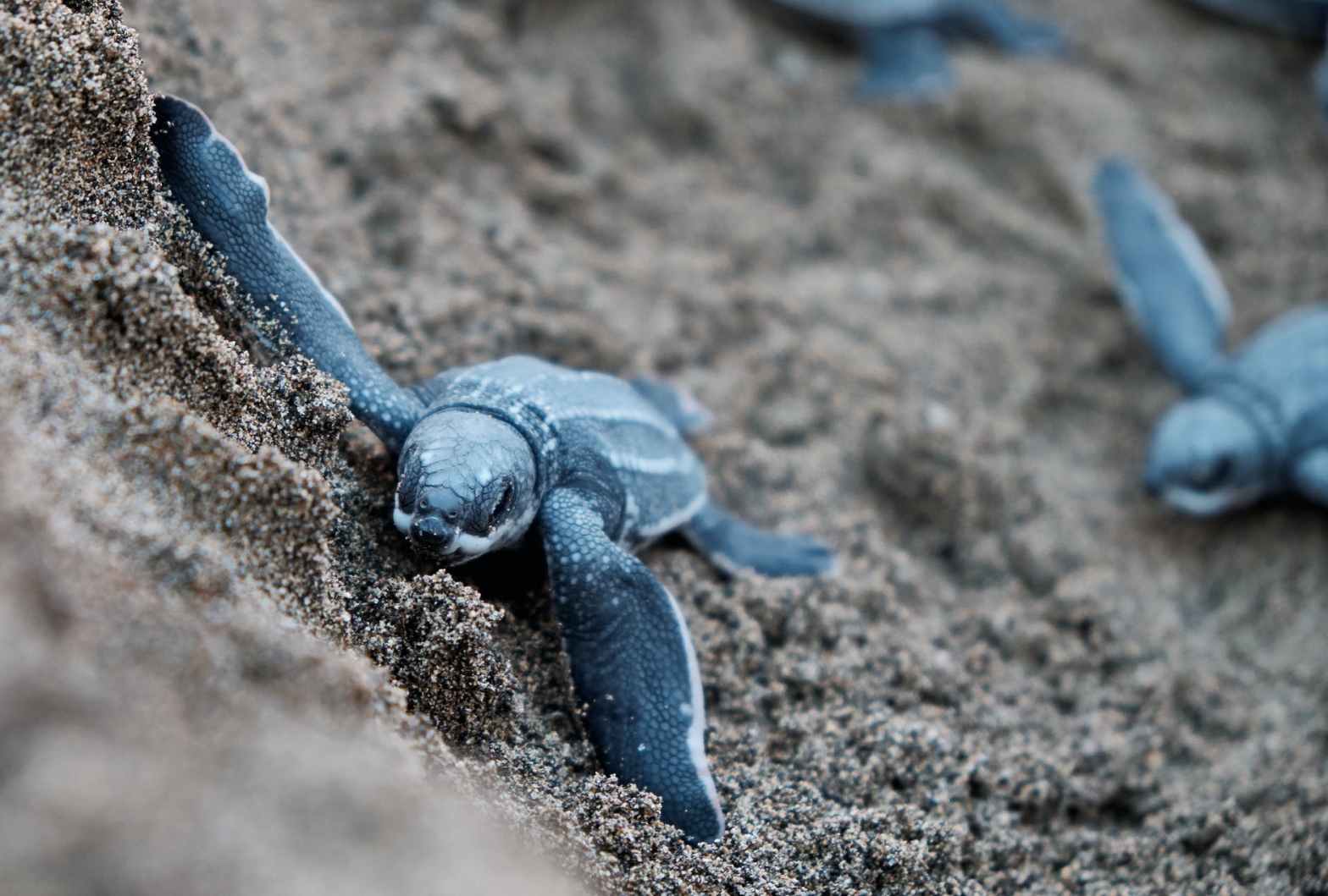 blue turtles on brown sand