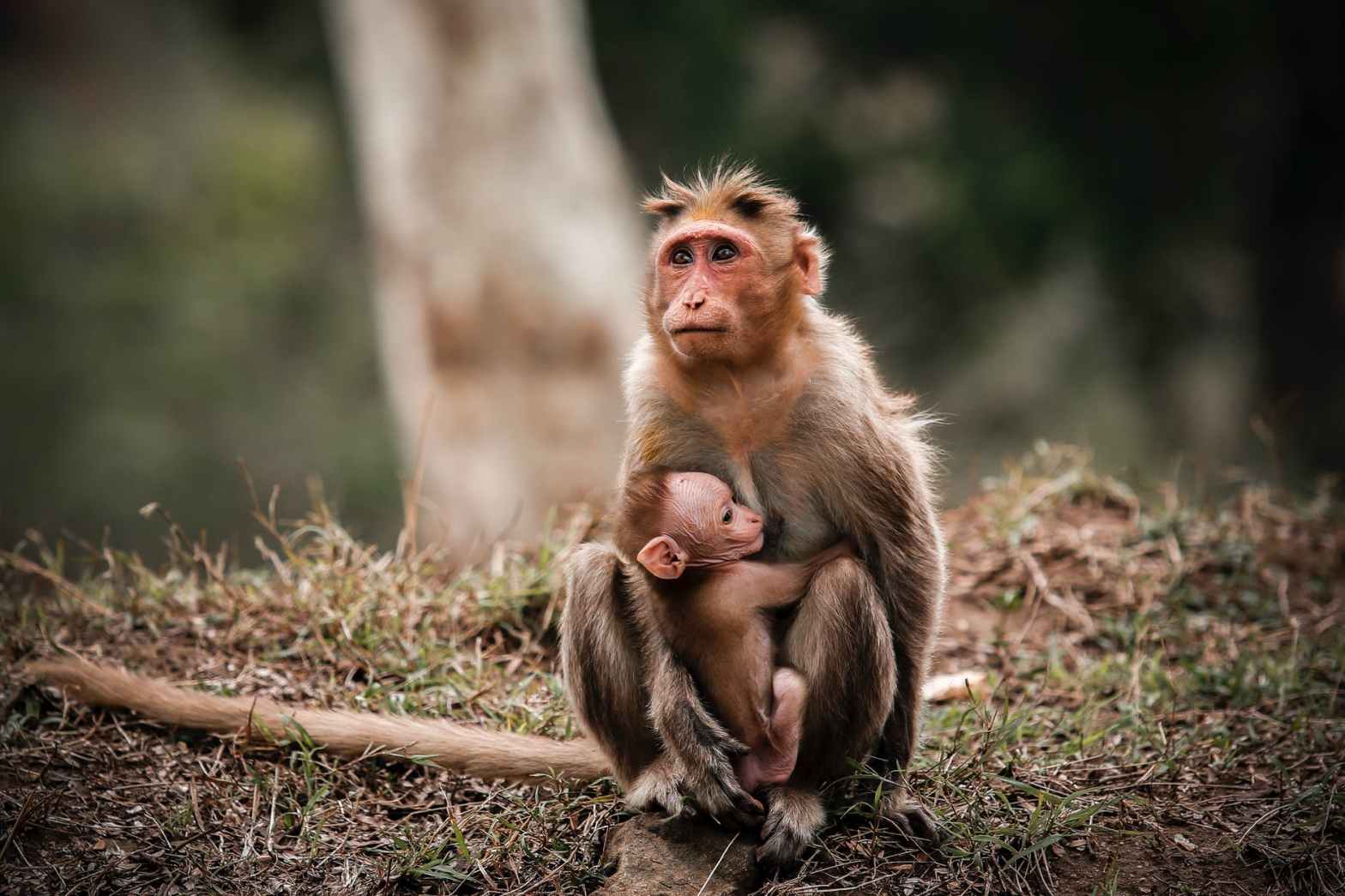 monkeys sitting on ground near tree